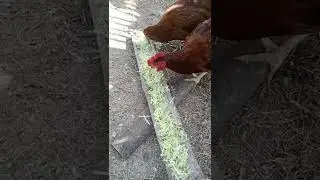 organic feeds for free range chicken#shorts