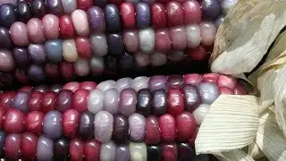 Glass Gem Corn. Harvesting Two Ears Early.