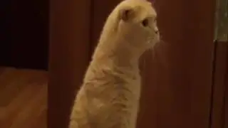 My cat shocked