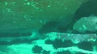 BLACK ROCKCOD, Epinephelus daemelii