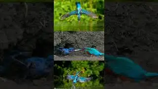 the common kingfisher feeding babies #shorts #photographyculture