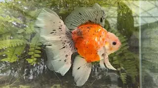 20203 Tri-color High Head Veiltail 