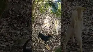Fue una masacre se enfrentaron dos vandas de perros 🐕 