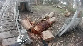 BUSHBALL DOMINATION