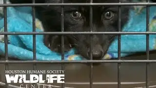 Rescued Red Fox from Illegal Auction after being born on a Fur Farm comes to HHS Wildlife Center