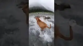 Tibetan Mastiff vs Wild Wolf | Brutal River Fight Caught on Camera