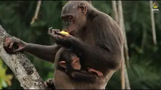 Help Congo : les avancées du programme !
