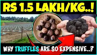 Truffle Farming: How to Grow Truffles - Expert Tips for Success!