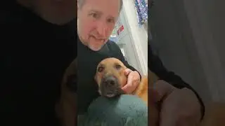 Meet Kaiser, a dog for adoption at Parma Animal Shelter.