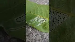 rare see the insect world how the highway has been carved on Arjuna leaf