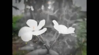 Beauty Of Follower🌼🌺🌸