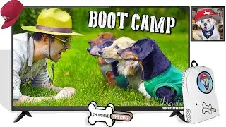 Doggie Boot Camp! (Reaction) Wiener Dogs Vs. Drill Sargent - Crusoe the Dachshund Reaction