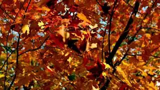 slow motion autumn leaves falling from branch