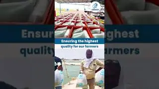Quality Fish | तिलपिया मछली पालन  | उच्च क्वालिटी तिलपिया बीज | Tilapia Fish Seed | MM Hatcheries