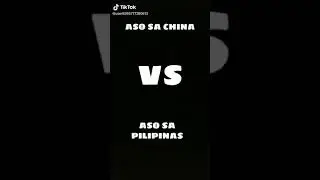 🇵🇭Philippines dog vs China dog🇨🇳