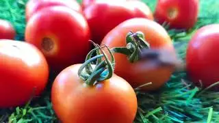 The Science Behind Tomato Ripening