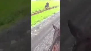 Faster Than Us ?     🇮🇸  🐴 #iceland #horses