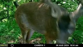 Back Path Aug - Nov 2024 - Bobcats, 2 Fawns, and one-eyed Coyote. (no audio)