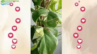 Hydroponika Czas Start - Roślinne Sobotnie Kino - Monstera Minima Variegata