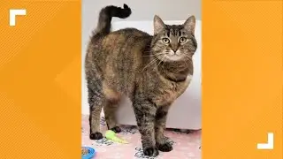 Pets of the Week: 4-19-2025