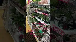 ダイソー　観葉植物　クロトン550入荷してた。1本か細めの2本入りか？迷うよね