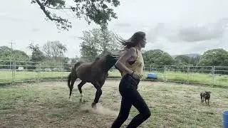Embodied Equine Trust and Connection Demo w/ Rire Norman