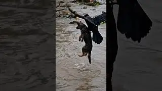 Crow Saves A Puppy From A Flash Flood #animals #flood #rescue #story #cute #animals