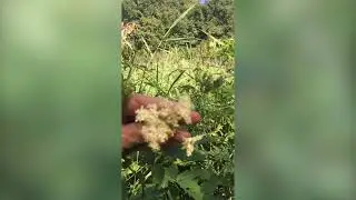 MOERASSPIREA
