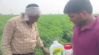 Mythri+Azamax result on black thrips