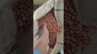 Groundnut wholesale price | Temple Mart Traders