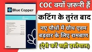 COC क्यों ज़रूरी हैं कटिंग के तुरंत बाद | copper oxychloride 50 wp | blue copper fungicide