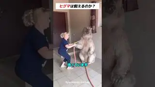 世界一やさしいヒグマ🐻