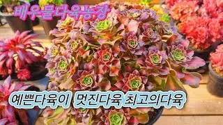 2/1)예쁜다육 멋진다육  최고의다육 