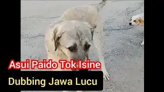 Dubbing Jawa Lucu Hewan Misuh misuh Paido SHOW