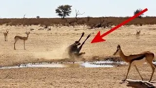 Making a scene - Crazy wildebeest loves the limelight | Funny wild animal behavior - Kgalagadi
