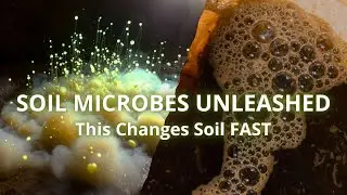 Rice Water or Compost Tea? The ULTIMATE Soil Microbe Face Off!
