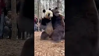 🐻🐼 &ldquo;Panda vs Bear &ndash; Battle of the Beasts