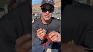 How too hook a crawfish for bait