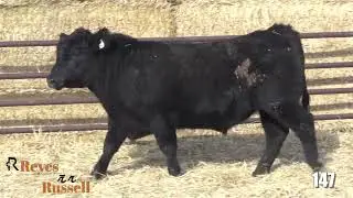 Reyes Russel Lot 147