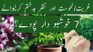 7 fragrant plants to remove poverty bad luck and evil eye