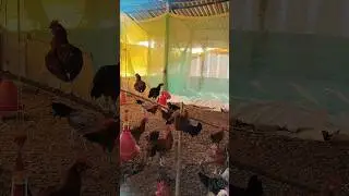 wow నాటు కోళ్ల #shortvideo #viralvideo #minivlog #natu kollu #ytshorts #yiutubeshort