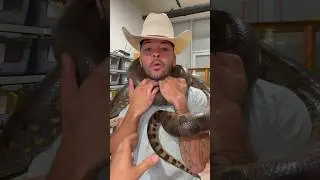 VIRAL ANACONDA Strikes Again!