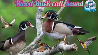 Wood duck call sound | Wood duck song | perfect sound for perfect hunting | Clear Sound HD quality 