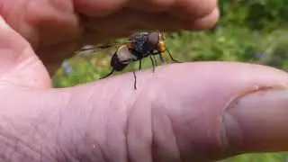 Volucella pellucens