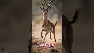 This Leopard Lost Control for One Second