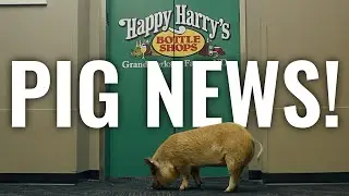 PIG NEWS!!! 🐷