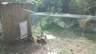 Upgrade Farm: New Net Range Area + Basilan Rooster Breeding