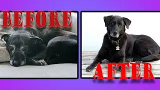 How to help your Dog with Arthritis Pain
