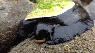 Key hole limpet July 27 2013