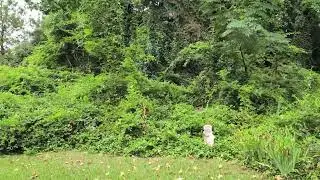 Land Clearing Clayton to Henderson Oxford to Sanford NC | Cut Brush